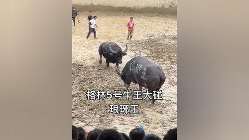 牛牛碰在线视频会,揭秘热门互动娱乐新体验